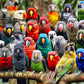Bright and colorful birds perched closely together in detailed artwork for the Bird Puzzle – Kaleidoscope of Feathers – 1000 Piece Jigsaw Puzzle, featuring beautiful artwork, satin finish, and premium quality, perfect as 1000 piece jigsaw puzzles for adults.
