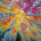 Mountain Puzzle – Sky Through The Aspens – 1000 Piece Jigsaw Puzzle