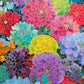 Garden Puzzle – Gilded Dahlia Symphony – 1000 Piece Jigsaw Puzzle