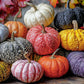 Fall Puzzle – Harvest for The Table – 1000 Piece Jigsaw Puzzle