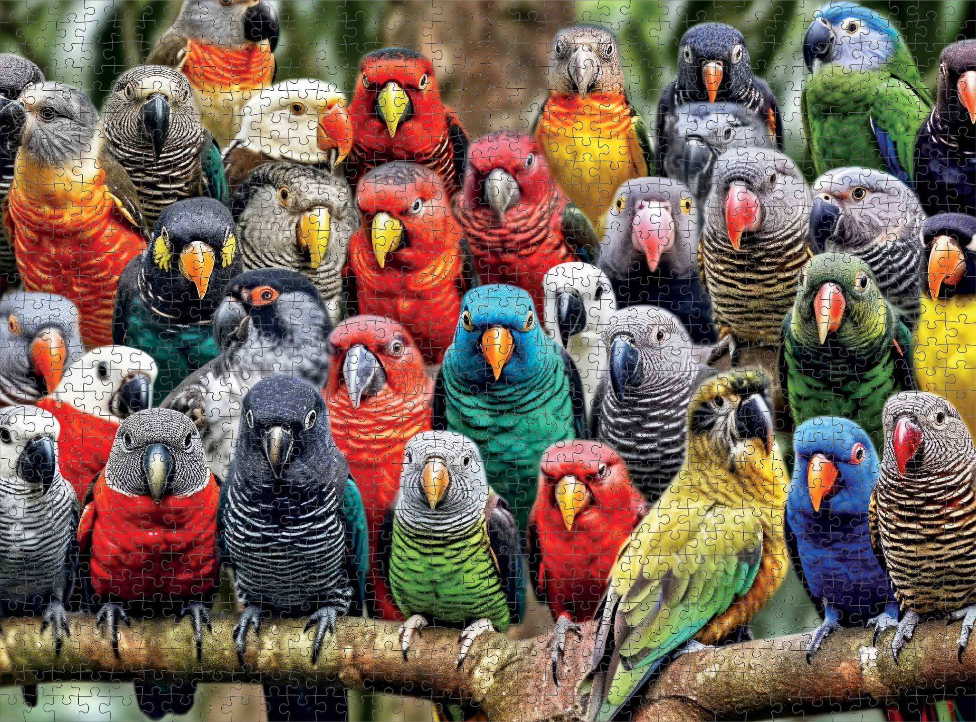 Bird Puzzle – Kaleidoscope of Feathers – 1000 Piece Jigsaw Puzzle featuring vibrant birds in beautiful artwork with a satin finish, premium quality, and eco-friendly materials, dust free, 1000 piece jigsaw puzzles for adults.